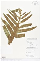 登錄號:BP02397藏品圖，第1張