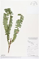 登錄號:BP02398藏品圖，第1張