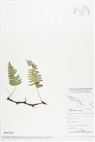 馬來陰石蕨藏品圖，第1張