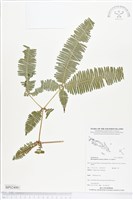 芒萁藏品圖，第1張