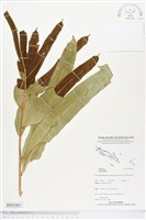 登錄號:BP02401藏品圖，第1張