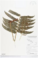 登錄號:BP02405藏品圖，第1張