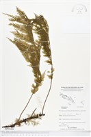 登錄號:BP02406藏品圖，第1張