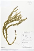 登錄號:BP02407藏品圖，第1張