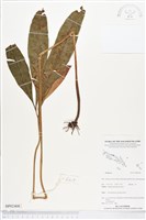 登錄號:BP02408藏品圖，第1張