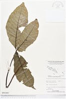 登錄號:BP02409藏品圖，第1張