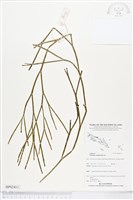 垂枝松葉蕨藏品圖，第1張