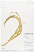 登錄號:BP02412藏品圖，第1張