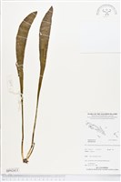 登錄號:BP02413藏品圖，第1張