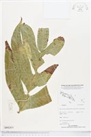 登錄號:BP02415藏品圖，第1張