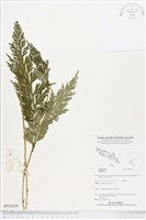 登錄號:BP02419藏品圖，第1張