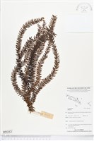 登錄號:BP02421藏品圖，第1張