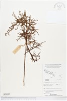 登錄號:BP02422藏品圖，第1張