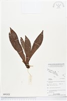 登錄號:BP02424藏品圖，第1張