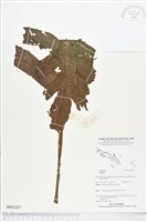 登錄號:BP02427藏品圖，第1張