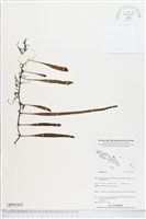 登錄號:BP02430藏品圖，第1張