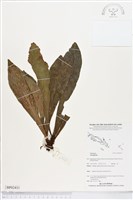 登錄號:BP02431藏品圖，第1張