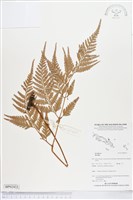 登錄號:BP02433藏品圖，第1張