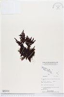 登錄號:BP02434藏品圖，第1張