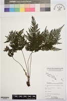 登錄號:BP02436藏品圖，第1張