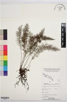 登錄號:BP02438藏品圖，第1張