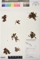 登錄號:BP02439藏品圖，第1張