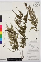 登錄號:BP02441藏品圖，第1張