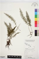 登錄號:BP02442藏品圖，第1張