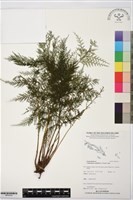 毛桿蕨藏品圖，第1張