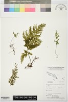 登錄號:BP02445藏品圖，第1張