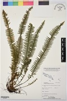 穴子蕨藏品圖，第1張