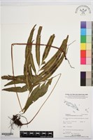 登錄號:BP02452藏品圖，第1張
