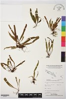 登錄號:BP02453藏品圖，第1張