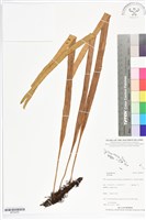 登錄號:BP02455藏品圖，第1張