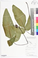 登錄號:BP02456藏品圖，第1張