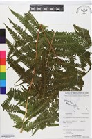 登錄號:BP02458藏品圖，第1張