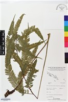 登錄號:BP02459藏品圖，第1張
