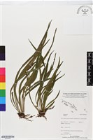 登錄號:BP02460藏品圖，第1張