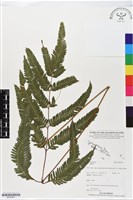 登錄號:BP02461藏品圖，第1張