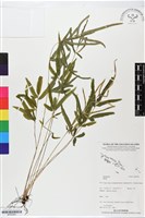 登錄號:BP02463藏品圖，第1張