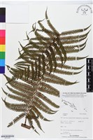 登錄號:BP02464藏品圖，第1張