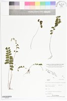 登錄號:BP02465藏品圖，第1張