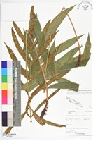 登錄號:BP02466藏品圖，第1張