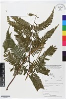 登錄號:BP02469藏品圖，第1張