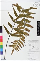 登錄號:BP02470藏品圖，第1張