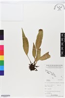 登錄號:BP02471藏品圖，第1張