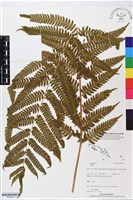 登錄號:BP02472藏品圖，第1張