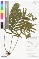 登錄號:BP02473藏品圖，第1張