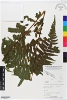 登錄號:BP02476藏品圖，第1張