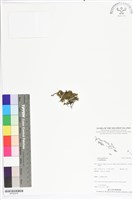 登錄號:BP02478藏品圖，第1張